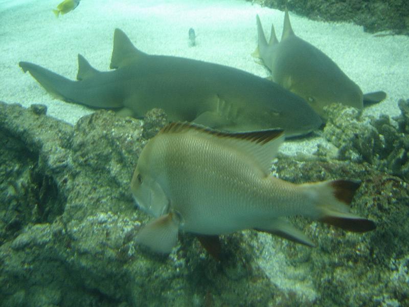 DSC03906