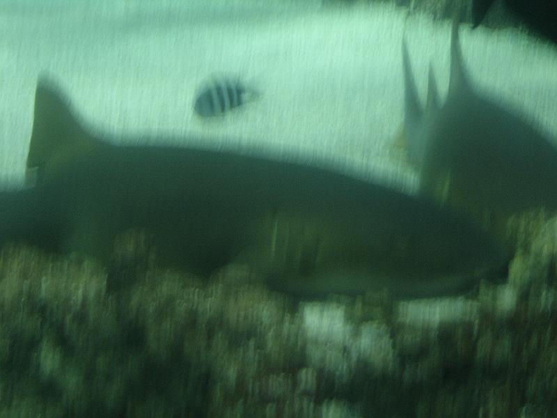 DSC03909
