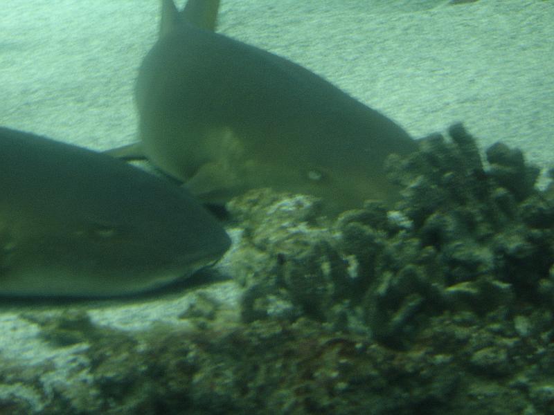 DSC03910