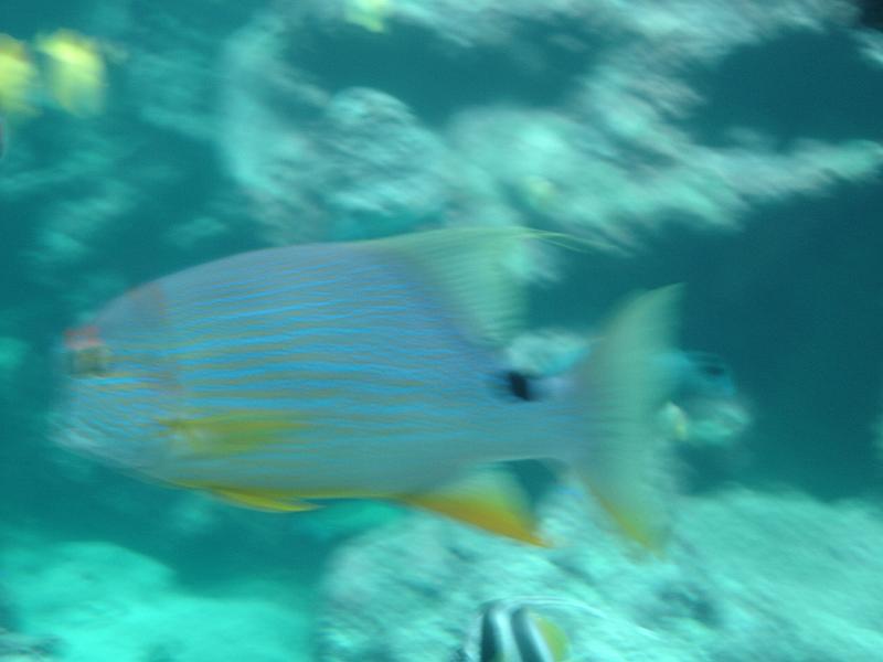 DSC03930