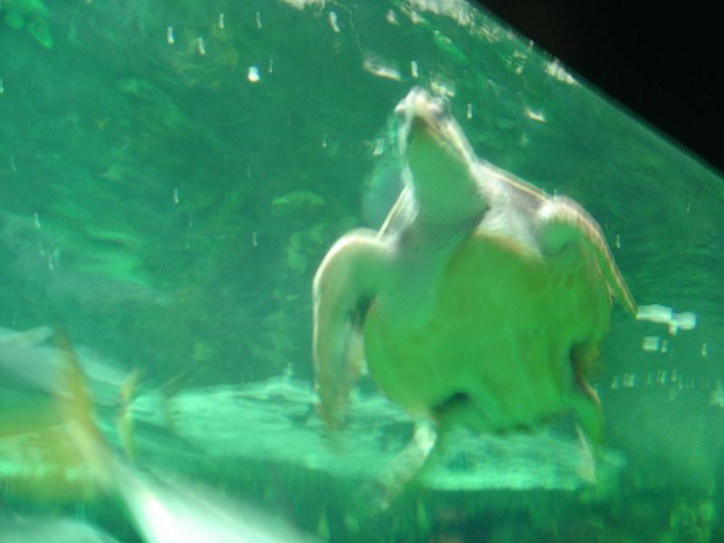DSC03938