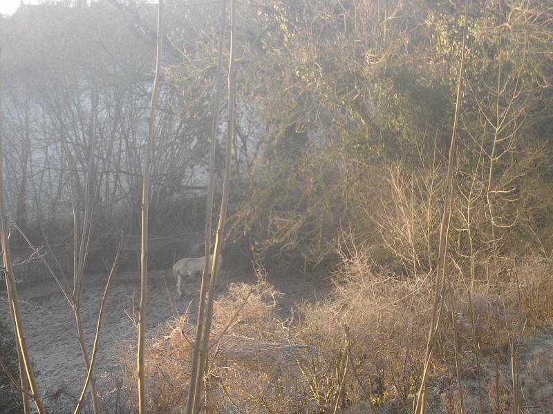 DSC04499