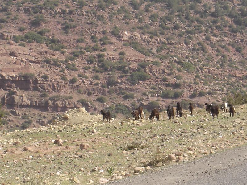 DSC04530