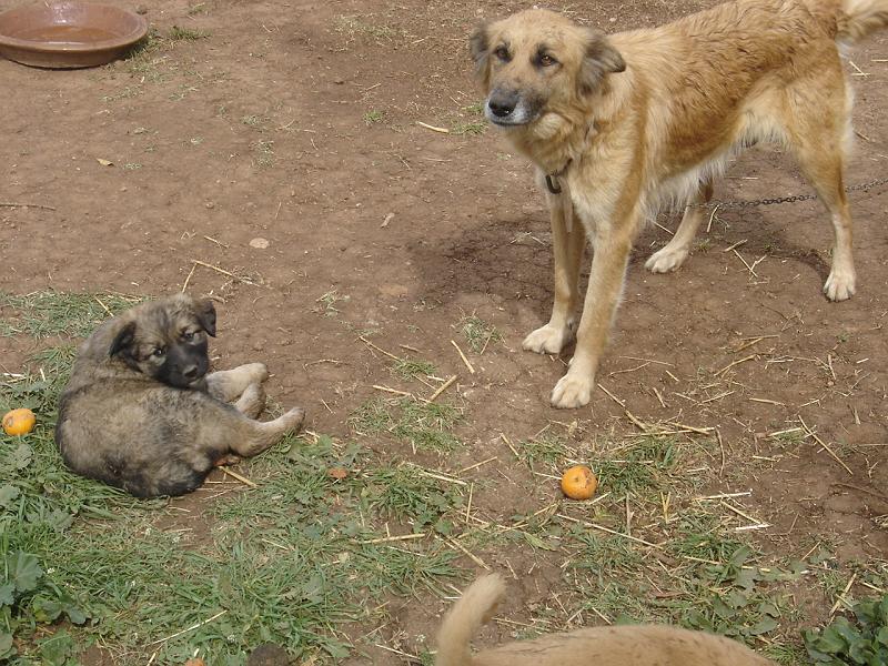 DSC04668